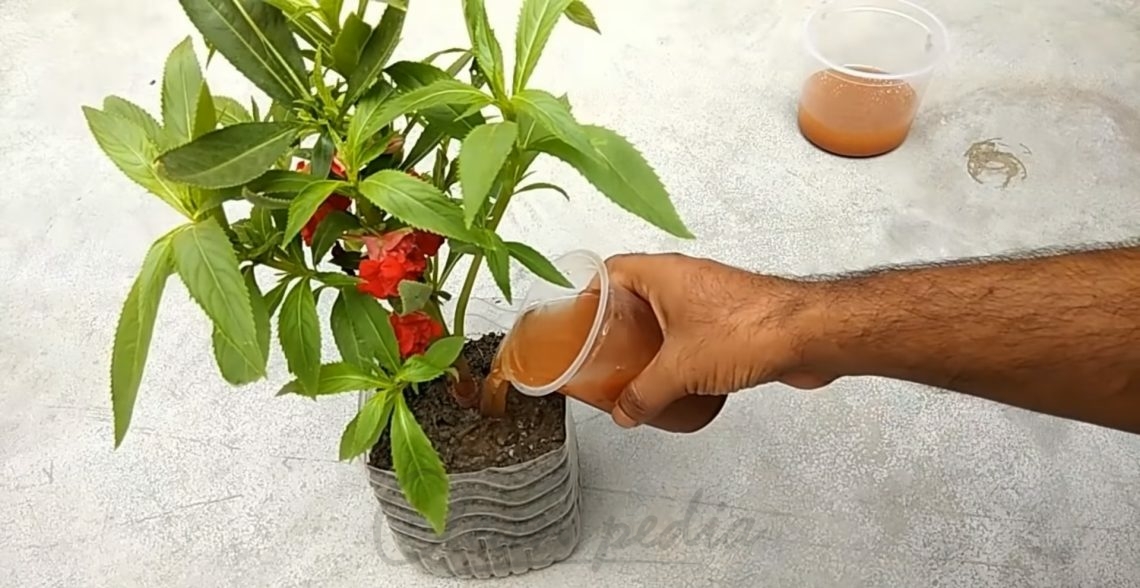 Можно ли поливать ржавой водой растения в огороде